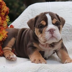 Heartbreaker/Female /Female /English Bulldog Puppy Heartbreaker/Female /Female /English Bulldog Puppy,Meet Heartbreaker, a wrinkly and cute English Bulldog puppy ready to steal your heart! This chubby pup is vet checked, up to date on shots and wormer, plus comes with a 60 day health guarantee provided by the breeder. Heartbreaker is family raised with children and would make a sweet addition to anyone’s family. To find out more about this lovely pup, please contact Emma today!