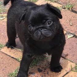 Adopt a dog:1 Purebred male pug puppy/Pug//Younger Than Six Months,Purebred black pug .Male.Vet checked, wormed, vaccinated and microchipped.Ready to find his forever home .