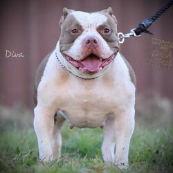 American pocket bullies/American Bulldog//Younger Than Six Months,Pm me for more info (no time wasters)One lucky last female available (white) and one chocolate male availableREADY THIS SUNDAYJunior xXx Diva laid it down I’m very impressed with how these pups are turning out 