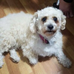 Adopt a dog:Toy Poodle x Toy Shih Tzu/Poodle (Toy)//Younger Than Six Months,Please Read All Descriptio.Toy Poodle x Toy Poodle Shih Tzu (Shoodle)Indoor/outdoor family pets.Mum Toy PoodleDad 75% Toy Poodle 25% Toy SHih Tzu.Hypoallergenic non-shedding popular breed.Puppy for sale, ready for his Forever home on the 6/11/20201 girl left – this adorable, gorgeous puppy is very healthy, happy, friendly and playful, she is semi house toilet trained and will make the perfect addition to your family.She will be vet checked, micro chipped, vaccinated and wormed. The last picture is the Dad and Mum.Happy to assist with Air travel. Please note that if transported by plane, the new owner will be required to pay all associated costs, and organize flight and delivery from airport upon arrival if required. We are however, happy to drop puppy off at the airport. Registered with the Queensland Government Queensland Dog Breeder Registration NCPI Member Number 9002271BIN0002396829446.They are availiable for viewing, to arrange a viewing please call or message*******4773 REVEAL_DETAILS Please no time wasters.