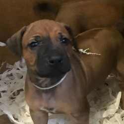 Rhodesian Ridgeback Puppies For Sale/Rhodesian Ridgeback/Male/Female/4 weeks, 6 days old ,We have for sale the most beautiful Rhodesian Ridgeback puppies, from our much loved family pet Shakina ‘Coco’.These puppies have both parents which are KC registered - as the puppies themselves will be and are truly outstanding. First to see will buy.
Our puppies have been brought up in a family environment with ourselves, 3 children and 2 dogs and are used to all usual household appliance noise etc. Our puppies range from light to dark wheaten which are standard breed specific colours. 
All puppies before collection will be fully vaccinated, Microchipped and with a veterinary health check.