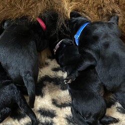 Adopt a dog:Newfoundluv/Newfoundland/Mixed Litter/2 weeks,We are so proud to be able to offer puppies from this amazing litter of Newfoundland’s. Mum and Dad are our beautiful pets and both can be viewed. Mum is a KC registered purebred brown Newfoundland and carries a Romanian bloodline which produces huge puppies.
Dad is a purebred KC registered Landseer Newfoundland he will be hip and elbow scored . I do not work so I am at home with these puppies everyday and they have my undivided attention and are completely socialised with all every sights and sounds and also interaction with children everyday.
Available
1 x Brown Boy. £3250.00 Sold
3 x Black Girls. £3250.00 1 Sold
3 x Black Boys. £3000.00  2 Sold
All puppies will be wormed, vet checked and microchipped. They will also come with a contract of purchase. The puppies will not be vaccinated because of the many variables in the type and different manufacturers of vaccines. NOTHING to do with cost. If I were to give your puppy it’s first vaccine you could take your puppy to a different vet that uses a different manufacturer and he would have to start the course again because the vaccines aren’t compatible and this would result in a puppy being given extra unnecessary vaccine. All puppies will also come with a complimentary insurance cover from Petplan for the first few weeks to give you time to either source insurance or continue with Petplan ... I use them and they are amazing. They will also come with a goodie bag and scented blanket from mum along with one of their toys and a selection of ‘puppy patties’ to keep you going for the first few days with food.Puppies will be weaned on ‘Luna and Me’ raw food diet ... I have had Newfies for 25 years and found a raw food diet suits them so well.
PLEASE REMEMBER
Newfies are absolute gentle giants but do grow into 60/70 + kilos of water loving drooling bears so please do your research on the breed a puppy is for life.
A £300 non refundable deposit will secure your puppy and they will be ready to leave at 8 weeks old.