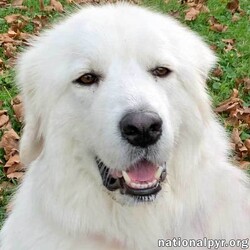 Adopt a dog:Me/Great Pyrenees/Female/Young,This gorgeous girl is young Sandy, and she is hoping for an active family who wants to take her on regular outdoor adventures. Sandy's previous human recently passed away, so she is looking for a new furever family to love. As a pure Pyr, Sandy has the most luxurious, soft, white fur that is pyrfect for cuddling. Sandy knows her basic cues, and she will gladly follow them when necessary, though she may disagree with you regarding when they are necessary :) As a young girl, Sandy loves her daily long walks/hikes in order to stay fit and healthy. In fact, she will be the one to remind you to get your daily exercise! Sandy is a tad shy when it comes to strangers, perhaps because of the sudden change in environment. However, once you are properly introduced and allow her some time to get to know you, she will warm up and be happy to hang out with you. In her previous life, Sandy lived outdoors and she is used to be on guard to protect her property. These days, she is learning to relax indoors and feel secure around her foster family. Overall, Sandy is a very gentle and loving girl. With an active family who will take the time to help her transition into a new home, Sandy will thrive in no time and become the most loyal companion!

NYS Registered Rescue # RR102
View full listing, fee and online application at - www.nationalpyr.org/adoptable-dogs (sorry, no phone submissions, but if you would like more information you can email us at renpyrgroup@yahoo.com).

Secure VISIBLE fencing is required; invisible fencing WILL NOT contain this breed. 

Our goal is to assess every application on its own merits. Key considerations are: 1) the experience of the applicant with large breed dogs 2) children in the household or regularly visiting the household are ready for a large-breed dog who is a guardian by nature (www.nationalpyr.org/know-the-breed) and 3) the sex of other dogs currently residing in the household to avoid same-sex aggression issues. For puppies under six months old, the applicant’s ability to socialize the puppy with older dogs is a priority.