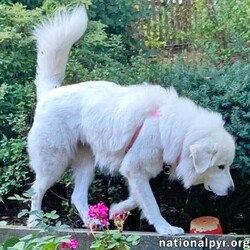 Adopt a dog:Me/Great Pyrenees/Female/Young,This gorgeous girl is young Sandy, and she is hoping for an active family who wants to take her on regular outdoor adventures. Sandy's previous human recently passed away, so she is looking for a new furever family to love. As a pure Pyr, Sandy has the most luxurious, soft, white fur that is pyrfect for cuddling. Sandy knows her basic cues, and she will gladly follow them when necessary, though she may disagree with you regarding when they are necessary :) As a young girl, Sandy loves her daily long walks/hikes in order to stay fit and healthy. In fact, she will be the one to remind you to get your daily exercise! Sandy is a tad shy when it comes to strangers, perhaps because of the sudden change in environment. However, once you are properly introduced and allow her some time to get to know you, she will warm up and be happy to hang out with you. In her previous life, Sandy lived outdoors and she is used to be on guard to protect her property. These days, she is learning to relax indoors and feel secure around her foster family. Overall, Sandy is a very gentle and loving girl. With an active family who will take the time to help her transition into a new home, Sandy will thrive in no time and become the most loyal companion!

NYS Registered Rescue # RR102
View full listing, fee and online application at - www.nationalpyr.org/adoptable-dogs (sorry, no phone submissions, but if you would like more information you can email us at renpyrgroup@yahoo.com).

Secure VISIBLE fencing is required; invisible fencing WILL NOT contain this breed. 

Our goal is to assess every application on its own merits. Key considerations are: 1) the experience of the applicant with large breed dogs 2) children in the household or regularly visiting the household are ready for a large-breed dog who is a guardian by nature (www.nationalpyr.org/know-the-breed) and 3) the sex of other dogs currently residing in the household to avoid same-sex aggression issues. For puppies under six months old, the applicant’s ability to socialize the puppy with older dogs is a priority.