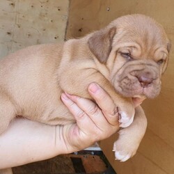 Adopt a dog:French Mastiff & Neapolitan Mastiff puppies/Mastiff/Male/Female/Younger Than Six Months,One girl left in search for an adopting family,. They 4 weeks old tomorrow, already big in size and willkeep growing to be large big dogs as you can see the parents in pictures. Mum isover 55 kg Dogue de Bordeaux andfather 70 kg Neapolitan Mastiff. This isthe first litter for our mum and she is avery good mother to her puppies.Parents are lovely gentle and loyal familyfriends . They need your attentions andlove and as they not very energetics theystill love to follow you around have abath in the dam or sleep on your legwhile you relaxing. They are very goodwith kids but you need to be watchingthem if you have young toddlers because the dogs are not aware of their weight