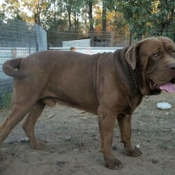 Adopt a dog:French Mastiff & Neapolitan Mastiff puppies/Mastiff/Male/Female/Younger Than Six Months,One girl left in search for an adopting family,. They 4 weeks old tomorrow, already big in size and willkeep growing to be large big dogs as you can see the parents in pictures. Mum isover 55 kg Dogue de Bordeaux andfather 70 kg Neapolitan Mastiff. This isthe first litter for our mum and she is avery good mother to her puppies.Parents are lovely gentle and loyal familyfriends . They need your attentions andlove and as they not very energetics theystill love to follow you around have abath in the dam or sleep on your legwhile you relaxing. They are very goodwith kids but you need to be watchingthem if you have young toddlers because the dogs are not aware of their weight