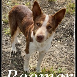 Adopt a dog:Boomer/Shepherd/Male/Young,Hi there! I'm Boomer! Yes, I know, I'm very handsome. I get it all the time. I was dumped on the side of the road one day with three of my family members; one of my siblings didn't make it. The cool folks at ARFhouse found us and somehow got all of us into their car and drove straight back to the sanctuary. 

I am a super sweet, fun-loving Shepherd mix; I am approximately 2 years old and I weigh 73 lbs. I am a big boy and I need a big yard so that I can run and play anytime I want! I would not be suitable for an apartment. I get along great with other dogs, love people and will make a wonderful addition to your family! 

The fee to adopt Boomer is $200.00; this includes spay/neuter, deworming, vaccinations and a microchip. If you are interested in adopting Boomer, please visit our website. www.arfhouse.org and fill out an adoption application. 

**Please Note: Boomer is currently located at our facility in Sherman, Texas. Adoptions are by-appointment only; if you would like to meet Boomer, please fill out an application on our website. Once we have an application, our Adoption Coordinator will follow up with you ASAP.