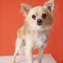 Adopt a dog:Dex - 785/Chihuahua/Male/Young,Hi! I am a playful lovebug boy, (5 lbs and about 1 year old) who would be so excited to find my new home. I grew up with Demi and several other dogs so I would love to have another fur friend at my new furever home. I am still working on my leash skills (squirrels are difficult to resist) as well as my barking manners. I love to be near my people and to give kisses. I am a great 