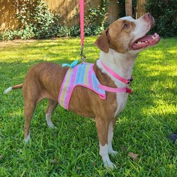 Adopt a dog:BERMA/Staffordshire Bull Terrier/Female/Young,MEET BERMA!!!

Berma is currently living in a backyard. Her owner did not spay her Mama and Daddy,  and then they got evicted. They are now living in a relative's backyard!!!

Berma was born in March 2018 and weighs about 45lbs.. She is gentle and sweet and gets along great with other dogs!!

Berma is very sweet and friendly (I just LOVE her!). She is great with strangers!
Such a very nice dog!!!

If you can foster or adopt:

EMAIL:
mini-mutts@outlook.com

(fosters/adopters must be in the Dallas/Fort Worth/Rockwall or surrounding areas only)