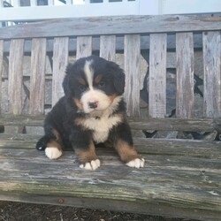 Austin/Male /Male /Bernese Mountain Dog Puppy,Meet Austin, a lovable Bernese Mountain Dog puppy ready to win your heart! This perfect pup is vet checked and up to date on shots and wormer. Austin can be registered with the AKC and comes with a 60 day health guarantee provided by the breeder. To find out more about this great pup, please contact Melvin today!