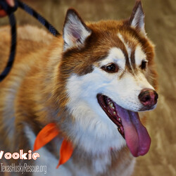 Adopt a dog:Wookie/Siberian Husky/Male/Adult,Wookie is a big, quiet senior red who is very soulful, and likes human company more than being a part of the pack. He prefers to hang by himself and loves to be around his special people. Wookie has a strong voice that sounds bigger than he is. Although he will occasionally play a little with other dogs at his Foster Home, he is generally a little picky about most dogs and does not like to share. He is not cat friendly and isn't really a fan of smaller dogs. Wookie isn't high on energy but will play with a tennis ball and LOVES stuffed animals to tear apart and carry around - Wookie also loves to watch TV and hang with the family for quiet snuggling on the couch or spend time hanging outside on a patio. Wookie loves car rides but will need help if he needs to jump up into a higher vehicle.

Originally it was reported that Wookie was deaf, this is unlikely, we think he just had a strong case of husky selective hearing!