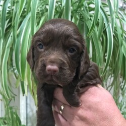 Adopt a dog:Cocker Spaniel Puppies/Cocker Spaniel/Male/Female/7 weeks old ,Stunning litter of 4 working type cocker Spaniels.

ONLY 1 BLACK MALE AVAILABLE

2 chocolate Females
1 chocolate Male
1 black Male.

Mum is our family pet and is a working type cocker spaniel, She is here to be seen with the puppies at all times, She is a joy to own, Has a great temperament, Very typical lively cocker spaniel who loves to please.

Dad doesn’t belong to us he was a stud dog, An equally beautiful dog with a great nature and loving temperament.

The puppies will be weaned onto dry puppy biscuits, Will have first vaccine, Also be microchipped with details explaining how to change into your name, The puppies will also have a general puppy health checkup by my vet, All of which is documented.

The puppies will be well socialised around our other pets, Used to children, And a general busy family household, Used to all household appliances etc.

The puppies will not leave until they are at least 8 weeks old.

We are now doing viewings via WhatsApp or FaceTime calls only due to the current situation (Covid-19) and current government guidelines. If we both agree on a sale we require a deposit of £500 to secure the puppy of your choice, Receipt can be sent via email, Please note deposits are non refundable unless anything should happen to the puppy while in my care.

For any more information or to arrange a video call viewing please call anytime.

Thanks for viewing!