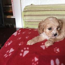 Gorgeous Apricot And Champagne F1cavapoos Puppies/Cavapoo//9 weeks, 2 days old ,We have gorgeous F1 Cavapoo puppies boys and girls Apricot and Champagne colour, mum is a Blenheim KC reg Cavalier King Charles spaniel and dad is a Cream KC reg Toy Poodle he is Pra clear. Puppies will be microchipped and have their first injections they will be vet checked, they will leave with 4weeks Insurance ,diet sheet and food samples and Parents details.These puppies are minimal hair shedding and are ideal for Allergy sufferers.ready to leave on 18th November. Girls £3200.00 Boys £2800.00. We have 2 girls still available!! absolutely gorgeous