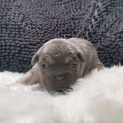 Adopt a dog:French Puppies/French Bulldog//3 weeks, 1 day old ,Beautiful Kc registered French bulldog puppies boys and girls available. 
Mum is Lilac and tan she selfwhelped whole litter with no problems. She is health tested clear her dna atat dd coco kyky no brindle no pied. She comes from Don Choc, Designer Bulls from Essex lines. 
Dad Arthur Lilic and Tan carries testable **b** chocolate what you need to produce Lilac Isabella and the new shade of chocolate. He is the son of Brutos from Don Frenchys one of the first testable chocolate carriers in the UK. So great lines on both sides. 
All puppies Lilac and tan 50% of chance new shade chocolate and isabella producers. They will come Vet checked, Kc papers, microchiped, 1st injection etc. 
Boys £2500 
Girls £3500 waiting for dna for *b* testable chocolate.