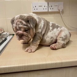 Quality English Bulldog Fullsuit Boys/English Bulldog//6 weeks, 6 days old ,Hi up for sale is 2 amazing quality boys.

1 fullsuit lilac Merle boy 
1 fullsuit lilac and tan boy 

£500 non refundable deposit 

These boys have some of the best pedigrees out there and have wanted for nothing. They all have had the very best start in live . They are very short and compact perfect structure full rope short and compact. These boys will make amazing future studs or family pets mum is my chocolate Merle girl and dad is a very well know stud dog Malcum who is a nemesis son from burleybullz pic of mum dad and grandad on add any info please call or text thank you Michael