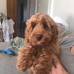 Adopt a dog:**confirmed Litter Of F1b Cavapoos**/Cavapoo//Due in 2 weeks, 4 days ,My beautiful apricot Cavapoo Pixie has been scanned and is expecting a litter of cavapoos. 
Pixie is 4 years old and is extensively health tested she is clear from
*Degenerative Myelopathy
*Hyperuricosuria
* Malignant Hyperthermia
*PRA-CORD 1/PRA-rcd4
*PRA-PRCD
*COPPER TOXICOSIS
Dad is a beautiful parti coloured minature poodle called Yogi from Merlesque Poodles he is also extensively health tested and clear from
*Degenerative Myleopathy
*Von Willebrand Disease Type 1
* Neonatal encephalopathy 
*PRCD
*PRA/LOPRA
Pups will be born in my home so will be socialised with household noises. I have a noisey large household and pups will be handled regularly. 
Pups will go home at 8 weeks after having their first injection, microchip and a vet check. Pups will leave with a months insurance through Buddies. They will also go home with a goody bag and all of the information you will need to ensure your first few weeks go smoothly. 
Please ring me or message for a chat. I’m happy to answer any questions you may have.... you need to trust me as much as I have to make sure my little bundles are going to lovely homes. 
Pups are due mid December and will be due to go home early feb 
**Due to Covid visits will have to be very limited but I will assess the situation regularly**
PLEASE NOTE PICS ARE OF PREVIOUS PUPS AND MUM