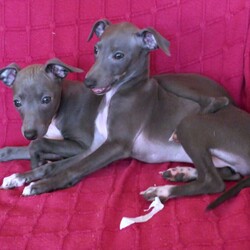 Extreamly Rare Cream Italian Greyhound Puppies/Italian Greyhound//3 months, 25 days old ,Super Lush Cream puppies. Bred from my two French imports. 

The dad, Petit Nuage De Magelan Du Zephyr De Bizance, is an elegant boy. He has a very pleasing air and is a joy to watch. The mum, Play It Chance Du Zephyr De Bizance, lives up to her name. She is full of character and life.

All of the puppies are reserved, but I am expecting a litter of cream puppies in five weeks – I am now taking reservations with deposits to secure a puppy.
Reservations are closed now for the cream litter.
I plan to have a litter of creams in the winter, I am now taking only 4 reservations with deposits. for this litter.

I do have available 2 beautiful blue/fawn boys. ready end Nov/Dec. 
Also a litter of blue puppies born on the 5th November. 1 girl available and 4 boys. Please enquire.

Bearing an interesting pedigree of quality and worth, the puppies have the potential to grow to be elegant show stoppers. 

Most importantly, these precious little beings should be treated with respect and given the right care and love for the rest of their existence, as should all living things.

These babies are showered with love, affection and dedication. They also mingle with and are adored by my grandchildren, great-grandchildren, visiting friends and their kids, and other cats and dogs, big and small.

The puppies are microchipped and come with: 
• 5 generation pedigree
• first full vaccination
• full vet check 
• contract
• endorsement
• feeding and care instructions
• starter food 
• four weeks FREE insurance. 
They are also treated for parasites before leaving home.

My Commitment
I give my commitment to provide you with life long advice and support and to have back or help rehome your Iggy at ANY TIME in its life if you can’t keep it for any reason.

For full information, please phone or email. If phoning and I don’t pick up, please leave a message or text and I will get back to you ASAP.

Thank you.

Courier Service
Due to covid-19 restrictions, travel may be affected. If so, or if you would find it more convenient to have your puppy delivered, I have a courier service in place at an extra cost. This service is run by my son, who knows the puppies well and plays with them daily. Where possible, a pooling system is used to keep costs down. 

Please enquire for further details.