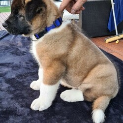 American Akita Puppies/Akita//Younger Than Six Months,American Akita pups .born 30/09/20, available 05/12/20.6 males. No papers. . Pups are microchipped, wormed & 1st vaccination given.We are registered with QLD DOg Breeder Register, Breeder number BIN 0007972327416. . Pups sold depending on suitability and compatibility. If pup not suitable, please return to breeder for full refund under 6 mth of age/partial refund post 6mths by negotiation.We have six American Akita Puppies for sale.They are 8 weeks old and will be ready for their forever homes at 10 weeks old on the 07/12/2020.They will only go to approved homes.Famillies with experience with the breed will be highly looked upon, or those that are wanting a pup of this breed and are aware of what it entails.All puppies come with a puppy bag worth $150, toys, training book for American Akitas from puppy to adult etc.Puppies weigh between 8kg to 10kg at present.beautiful nature, parents can be veiwed also, they also have beautiful loving natures and temperaments too.