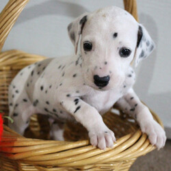 Jackson/Dalmatian/Male/,This is Jackson. He is ready to come home and be your best friend. As soon as you walk in the door, he'll be right there to greet you with his wagging tail. Jackson will be up to date on vaccinations and pre-spoiled when arriving home to you. Call about this sweet little guy today before it's too late and you miss your chance to add this loving pup to your family!