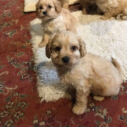 Gorgeous Apricot And Champagne F1cavapoos Puppies/Cavapoo//9 weeks, 2 days old ,We have gorgeous F1 Cavapoo puppies boys and girls Apricot and Champagne colour, mum is a Blenheim KC reg Cavalier King Charles spaniel and dad is a Cream KC reg Toy Poodle he is Pra clear. Puppies will be microchipped and have their first injections they will be vet checked, they will leave with 4weeks Insurance ,diet sheet and food samples and Parents details.These puppies are minimal hair shedding and are ideal for Allergy sufferers.ready to leave on 18th November. Girls £3200.00 Boys £2800.00. We have 2 girls still available!! absolutely gorgeous
