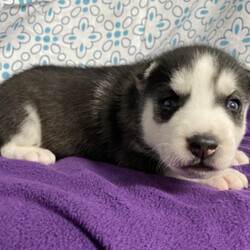 Randy/Siberian Husky/Male/,Hello! My name is Randy, and I’m super excited to meet you! I can’t wait to join your family and go on adventures with you. I love to play. I also like to snuggle up next to you for a quiet nap, especially on those rainy days. I come up to date on vaccinations and vet checked, so I will be healthy, happy, and ready to come to my FUR-ever home! So go ahead and pick me for a lifetime of puppy kisses and love. Don’t wait!