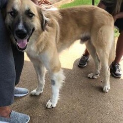 Adopt a dog:Toby/Anatolian Shepherd/Male/Adult,You can fill out an adoption application online on our official website.Hi!

My name is Toby and I used to live on the streets but now I'm loving life as a beloved rescue dog!

I love hugs, hugs are my favorite! I'm making up for lost time and love to gently give hugs when meeting new friends! I've been told I should come with a warning that I'll quickly steal your heart so there you go, you've been warned hahaha!

I'm looking for a forever family who will love me as much as I'll love them! I enjoy the company of other dogs and am sure to make you laugh daily!

If you are looking for a fun and snuggly dog to be a part of your family, please fill out an application via this link: https://www.thestreetdogproject.org/adopt

My adoption fee is $225 and that covers my neuter, vaccinations, microchip and I've been tested for heartworm and am on monthly heartworm prevention. Please email placement@thestreetdogproject.org if you have any questions. Hope to hear from you soon!