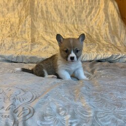 Beautiful Kc Pembrokeshire Corgi Puppies/Welsh Corgi Pembroke//8 weeks, 2 days old ,our beautiful corgi has 5 wonderful little puppies, mum and dad both have fantastic temperaments and are extremely loving 

Puppies have been well socialised and will come
Kc registered 
fully vet checked 
Microchipped 
First full vaccine 
Wormed and flead to date 

Socially distanced viewings welcome