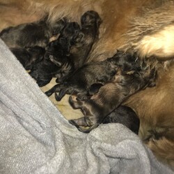 Chow Chow Puppies Update Puppies Are Here/Chow Chow//4 days old ,Hi there 

My beautiful narla has just had her babies there was a litter of 7 
1 girl (reserved )
1 boy (sold) 

4 red boys available £3000

1 blue boy available £4500

Pups will have 

Health check 
1st injection 
Wormed 
Flead
Microchipped 
Puppy pack 
Due to leave 21st January 2021

My baby produces the most beautiful and well natured pups I have nothing but great feedback from owners 

If u intrested in being put on the waiting list 07 53 9 & 691 254 or email

Thank you for ur interest 

I will place photos of previous litter & mum & dad on my add x

Will require a deposit of £200 to hold ur new baby xx