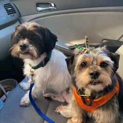 Adopt a dog:Ruby & Nora/Shih Tzu/Female/Adult,Please welcome Ruby & Nora to our rescue !  We are now accepting applications on this bonded sister pair ! ???

Meet Ruby and Nora! We are helping the bonded pair to find their furever home! 

The girls are litter mates, 5 years old and adjusting well to life with their foster family. Ruby is black and white and Nora is silver and tan.  

Their foster family is working with them on house manners, including house training. The girls are total lap princesses and would do best in a home with adults.

Being Beagle mixes, the girls do shed a little and do tend to bark. 

If you are looking for unconditional love and companionship, Ruby and Nora may be a good fit for you! 

If you are interested in this sweet sister pair please visit our website to complete an adoption application ??
www.shihtzurescueky.org
Adoption Fee $400