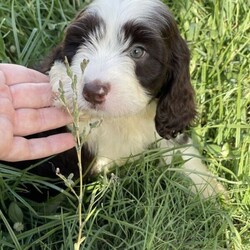 Beautiful Spoodle puppies ///Younger Than Six Months,A gorgeous Spoodle litter available now for pick up at 8 weeks old with 4 boys left !BIN0004783130243 and registered with Responsible Pet Breeders Australia 1611Price is firm - Messages asking for a negotiated price will not be replied to.Automated gumtree messages will not be replied to.Please read the entire add before replying.Available are:4 BoysMickeyWinston (dark chocolate)DieselHarry PawtterOnly make contact after checking with everyone in the family that they agree to a puppy and that this is the Spoodle they want.No time wasters please.Parents are healthy and DNA tested and approved together.Will come to you vaccinated, microchipped and wormed.Please no interstate enquiries for the moment (unless you are not too far from the border and can pick up by car- No ✈️ sorry).Both Parents here to meet. Mum is the most beautiful looking Cockalier ( cocker spaniel x cavalier, 13kg) and dad is a handsome purebred mini parti poodle (6.5kg). Puppies are raised indoors in a loving home environment with plenty of stimulation and socialising. The sibling displayed from the previous litter shows the amazing quality of the combination of these two parents with a gorgeous teddy bear like fleece coat.These puppies are first generation which has produced lovely non shedding fleece coats for each puppy. Size wise they will be knee height and around 10kgs.They adjust to apartment life and a house with a backyard equally well and once they get all their puppy playfulness out they love to curl up next to you. They love kids and are a sweet gentle temperament with no mean bone in their body.—>First contact should be a message about why you have chosen one of my puppies and what type of home you are offering the puppy. Appointments made only for people coming to buy a puppy. No timewasters or indecisive people.Once you contact me I will give you a call back. Please don’t contact me if you are not ready to buy my puppy now or are still deciding on the dog or the breed.If add is up puppies are availableAbout Spoodles:Their long cocker spaniel ears, dreamy puppy dog eyes combined with the long lashes make them simply irresistible.