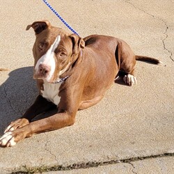 Solstice/American Staffordshire Terrier/Female/Adult Adopt a dog:Solstice/American Staffordshire Terrier/Female/Adult,For more information, please “like” / follow our FB page - Fat Heads Rescue
or follow us on IG @FatHeadsRescue
The adoption fee is $250 and includes spay/neuter, microchip, vaccines, deworming, and 30 days of free pet insurance. Apply today at fatheads.org/adopt/
As a foster based rescue, we only schedule meetings with approved adopters. If you're interested, complete an application.