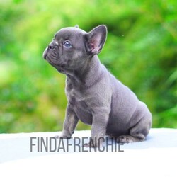 Adopt a dog:French Bulldog Blue and tan male/French Bulldog//Younger Than Six Months,Looking for his forever home1x Visual Blue and tan carrying chocolatePet price - $4,990Price on mains (breeding) - please callCurrently 8 weeks oldHe is a registered pedigree with MDBALocated in Sydney/Central Coast NSW*We can Transport