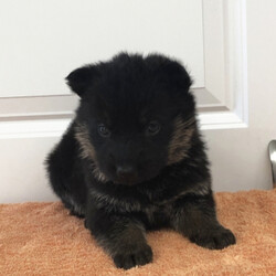 Marbella/German Shepherd Dog/Female/,Hello there! My name is Marbella and I want you to pick me! I love to snuggle and be as cute as can be! My parents said I'm perfectly healthy and up to date on my puppy vaccinations. Being loved makes me happy and all I want is a nice family to take care of me. I love to play and to take long naps. If I'm chosen to join your family, I'll be the best puppy you could ever ask for; I promise! Make the call now and find out how to bring me home!