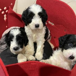 Beautiful Spoodle puppies ///Younger Than Six Months,A gorgeous Spoodle litter available now for pick up at 8 weeks old with 4 boys left !BIN0004783130243 and registered with Responsible Pet Breeders Australia 1611Price is firm - Messages asking for a negotiated price will not be replied to.Automated gumtree messages will not be replied to.Please read the entire add before replying.Available are:4 BoysMickeyWinston (dark chocolate)DieselHarry PawtterOnly make contact after checking with everyone in the family that they agree to a puppy and that this is the Spoodle they want.No time wasters please.Parents are healthy and DNA tested and approved together.Will come to you vaccinated, microchipped and wormed.Please no interstate enquiries for the moment (unless you are not too far from the border and can pick up by car- No ✈️ sorry).Both Parents here to meet. Mum is the most beautiful looking Cockalier ( cocker spaniel x cavalier, 13kg) and dad is a handsome purebred mini parti poodle (6.5kg). Puppies are raised indoors in a loving home environment with plenty of stimulation and socialising. The sibling displayed from the previous litter shows the amazing quality of the combination of these two parents with a gorgeous teddy bear like fleece coat.These puppies are first generation which has produced lovely non shedding fleece coats for each puppy. Size wise they will be knee height and around 10kgs.They adjust to apartment life and a house with a backyard equally well and once they get all their puppy playfulness out they love to curl up next to you. They love kids and are a sweet gentle temperament with no mean bone in their body.—>First contact should be a message about why you have chosen one of my puppies and what type of home you are offering the puppy. Appointments made only for people coming to buy a puppy. No timewasters or indecisive people.Once you contact me I will give you a call back. Please don’t contact me if you are not ready to buy my puppy now or are still deciding on the dog or the breed.If add is up puppies are availableAbout Spoodles:Their long cocker spaniel ears, dreamy puppy dog eyes combined with the long lashes make them simply irresistible.