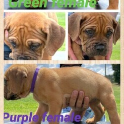 Adopt a dog:Douge de Bordeaux/ French mastiff pups/Dogue De Bordeaux//Younger Than Six Months,For sale 5 female 4 malePurebred dad papered pups are notSome smaller some massive.These little gorgeous babies have been raised on acreage and have been fed a premium diet.Mum and dad both have amazing temperaments love their humans and the other dogs at the farm, Poultry and livestock friendly. Pups have been socialised with other dogs and would be suitable to single or multiple pet homes.Please do your homework on this breed I have owned French mastiffs for 7years and also grew up with bull mastiffs.If your wanting a companion that will be great with children and the elderly that don’t need heaps of maintenance this is the breed for you- a simple 1/2hr walk a day and brush every couple of weeks is ideal. Easy to train the basics too!They will require a lot of food during their lifetime as they grow and eat and repeat up until they are about 18 months old.Mix of black and red mask from fawn to vibrant red coats.Please note pups will be going to new homes having been wormed every two weeks since birth- vet checked- first c3 vaccination and microchipped.Can be viewed now8 weeks old on the 11/1/2021Located in merriwa nswCan organise freight at buyers expenseHappy to travel within 200kms of merriwa pending availability.Any queries please call.Serious and permanent homes only need make contact.RPBA probationary number 2360