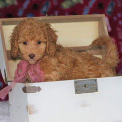 Julee/Goldendoodle/Female/,Greetings! My name is Julee and I am ready to find my fur-ever home. As you can tell from my photos, I'm an adorable baby that specializes in snuggle time. The home I am at now is very nice, but I know that the real fun will start once I arrive at your place. The sooner I can get to you, the better! I will have my vet checked and up to date on my puppy vaccinations, so hurry up and make plans to get me to you. Don't leave a puppy like me behind!