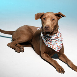 Adopt a dog:Maddie/Rhodesian Ridgeback/Female/Adult,Addie and Maddie were saved off death row in a high kill Texas shelter.  The 1 year old Rhodesian mix sisters could barely walk from old back leg/hip injuries that didn't heal correctly.

Fast forward a few months with medication (carprofen), CBD Oil and joint supplements and these girls are almost Bionic!  Addie has now been adopted.

Maddie for a very specific home due to their background.  She is great with people once she gets to trust you.  Little apprehensive of strangers and their intentions at first.  Remember, these are dogs that came from living on the streets and having to fend and provide for themselves.   She has a taill that will wag for hours!

Ok now the real stuff that you need to know about Maddie.  She is also pretty crafty and a 5 or 6 ft chain link fence is a breeze for her to Houdini out of (trust me I know .. I said they were now feeling bionic remember LOL).  No other small animals (cats, chickens, rabbits ect).  

She would be happiest with a large, wide open area to spend her days laying out in the sunshine.  Lots of acreage and a wireless system / electric fence may be ideal for her.  She also needs a building that allows access to 24/7 that contains heat in the winter and A/C in the summer.  She has no fur and can't spend the winter outside, period, end of sentence.  

We don't ever adopt our dogs to be outside dogs, and it is the same with Maddie.  We want them to be loved family members, but also know what will make her happy as well, so we may be looking for the impossible, but I hope not.  I hope in time with the right family she will be comfortable in a home .. but I understand she may never get there.  

Maddie is up to date on vaccines, spayed, heart worm negative, on preventions and micro chipped.  She does ok on leash and in the car when crated.  She is about 40 lbs currently and will stay medium sized.

Maddie is currently located in Tennessee and the adoption fee is $150 each  The first step in our process is submitting the application.  We are happy to set up a meet and greet once an application has been approved. If you would like to adopt Maddie please fill out our online adoption application at http://safehaventn.com/ .