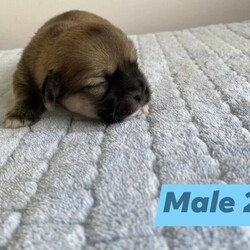 Adopt a dog:Tibetan Spaniel Puppies/Tibetan Spaniel//Younger Than Six Months,4 Beautiful PuppiesFemale) Light Sable with white chest and socks (sold pending)Male 1) Dark sable with white chest and socksMale 2) Light sable with white chest and socksDOB - 28/12/20Ready for homes 22/2/21Both Mum and Dad have exceptional temperaments and puppies are raised in a loving family environment. Fed quality puppy food.All will be wormed, vaccinated and microchipped.Feel free to text or call for more information/photos of the pup your interested in. RPBA3156BIN0004828193689