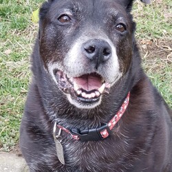 Adopt a dog:Grandma B./Labrador Retriever/Female/Senior,Hi my name is Baby, but my friends here at MVPC call my Granny. I am not sure why I ended up at the shelter, but let me tell you, it was hard on these old bones. Shelters are no place for any dog, let alone an old gal like me. I have two speeds...nothing and slow. I want to nap and eat. That’s pretty much it. Can you tell taking my picture isn’t a favorite of mine? Food is though. Love food. I am good with other animals, but I am over playing and shenanigans. Cats, dogs, whatever...they are all fine. I just want to lie down and chew on my bones until dinner. I am not a fan of having my nails cut, but other than that, I am not too grumpy. If you just want to exist through life, and eat, I am your girl. Don’t leave food near me though...all’s fair if you walk away. The shelter isn’t too sure what my breed is, so lab was the guess. I was a pretty girl in my hay day, now I am aged and classy.

ADOPTION FEE: $200 (All MVPC dogs are heartworm-tested, completely vetted, spayed/neutered, microchipped, crate-trained and house-trained)

A $100 hold fee is required for approved applications and will be applied to the full adoption fee at the time of the home visit. 
ADOPTER: Dog experience
BIRTHDAY: Estimated 11 years
FENCE: Preferred (an electric fence is not an acceptable form of containment)
DOGS: Yes, but I don’t want to play
CATS: Sure
KIDS: Yes, over 8 please, I am an old lady 

INQUIRIES: ALL inquiries begin with a submitted adoption application, which is found on our website, www.miamivalleypitcrew.com. We do not adopt to individuals under the age of 25. We prefer male/female dog pairings unless both already reside in the home. 

DO NOT: USE THE PETFINDER CONTACT/ADOPT BUTTONS--we are unable to monitor those and you will not receive a response. 

PLEASE NOTE: We are volunteer based and a home visit is required; we have a two-hour adoption radius from Kettering, OH for our adult dogs and 75 miles for our puppies. Exceptions for our ADULT dogs only, though rare, may be made on a case-by-case basis but we must be able to do a home visit. Thank you for your understanding!