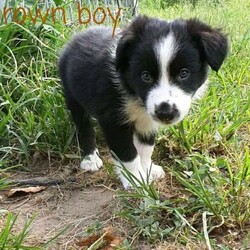Beautiful Border Collie Puppies/Border Collie//Younger Than Six Months,Border collies are active intelligent dogs that require a lifestyle that can accommodate to their needs and give them a lot of love and attention. We have 6 beautiful pure bred border collie puppies currently looking for their new forever homes.The puppies will come wormed, flea treated, mirco chipped, vaccinated and with a puppy transition pack to help them settle into their new homes.Their mother red and white, while their father is black and white. The puppies also carry merle genes and will have a medium length coat.There are 3 girls and 3 boys (see photos attached) $3000 each. Please note that all potential owners must have a meet and greet before securing your puppy.If you have any queries please don't hesitate to ask and thank you for taking the time to read through out the advertisement. TEXT ONLY.Puppies will go home with an owners puppy pack information folder with breed information, photos from birth and as there growing, weight graphs, training tips and healthcare information.Father is Black and WhiteMother is Red and WhiteRPBA 3084Breeder identification number: BIN0008454690055