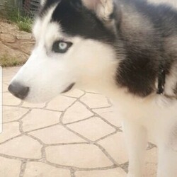 Siberian Husky Male 8 months old/Siberian Husky//Older Than Six Months,8 month old pure bred male Siberian Husky.Good temperament, great with kids, friendly and beautiful.One blue eye, one half blue, half brown.Not desexed.All immunizations up to date.Selling as hubby and I are going back to full time work so no longer have the time to properly care for him.$3KLocated in South Morang, VIC
