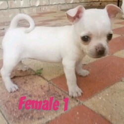 Teacup Chihuahua X puppies/Chihuahua (Smooth Coat)//Younger Than Six Months,I have 3 puppies born 9/12/2020 available from 3/2/21 at 8 weeks oldWill be up to date on all vet work.Mum and pups available for viewing.Female 1- SOLDFemale 2- CreamMale- CreamRegistered breeder RPBA 483Queensland breeder supply number is BIN0002457429628