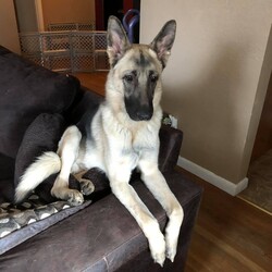 Adopt a dog:Stark/German Shepherd Dog/Male/Adult,Stark is a very special boy who will need a patient, special family. He has a laundry list of medical problems, the least of which is a need to put some meat on his bones. This is due to the fact he has 