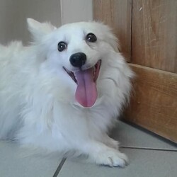 Adopt a dog:GRACE/American Eskimo Dog/Female/Adult,Grace – she is a small 15lb, female Eskie. She is a survivor of the mills of Ohio. She is very shy and must have been attacked by another dog at the mill. She is warming up to the male dogs in the house, but she will not do well with an obnoxious dog.   She would be fine with a mellow dog, but she is not a dog that will play with other dogs.  Grace has to see you most of the time and be with you. She has severe separation anxiety, so no apartment life for her. She is petrified of MEN, she is more accepting of an older and CALM man! She does not know how to go up/down steps, but she is learning. She has to sleep in bed with you, right near your body.  She is doing really well learning about house training. She has learned to bark for dinner time.  She is fostered near Cincinnati, OH   Not sure about cats, would probably ignore them.  I would not put her with kids because they would not understand her or give her the proper space. She is NOT good with meeting new people, because skittish. .  We prefer an adopter who knows mill dogs. FENCED YARD IS REQUIRED. She has to be adopted no more then 5 hours away from Cincinnati, OH.