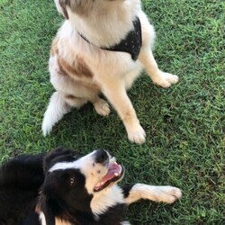 Purebred Border Collie Puppies/Border Collie//Younger Than Six Months,8 purebred Border Collies looking for their forever homes 
