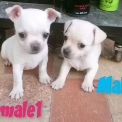 Teacup Chihuahua X puppies/Chihuahua (Smooth Coat)//Younger Than Six Months,I have 3 puppies born 9/12/2020 available from 3/2/21 at 8 weeks oldWill be up to date on all vet work.Mum and pups available for viewing.Female 1- SOLDFemale 2- CreamMale- CreamRegistered breeder RPBA 483Queensland breeder supply number is BIN0002457429628