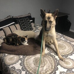 Adopt a dog:Stark/German Shepherd Dog/Male/Adult,Stark is a very special boy who will need a patient, special family. He has a laundry list of medical problems, the least of which is a need to put some meat on his bones. This is due to the fact he has 
