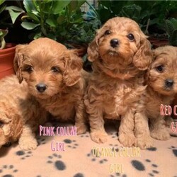 Adopt a dog:Toy Cavoodle Puppies. F1b Apricot coloured. Male Available.///Younger Than Six Months,Please read the entire ad before enquiring. All information is below.Pups are available for inspection. Genuine buyers only.Sydney buyers only. Pick up only. Located in Hinchinbrook, 2168.F1b Apricot Toy Cavoodle PuppiesDOB: 05/12/20. Ready to go 30/01/21.Vaccinated, microchipped, wormed and vet health checked.1 x Apricot Male (Blue Collar). Current weight 1300g. Microchip 99100300129189.(Reserved) 1 x Apricot Female (Orange Collar). Current weight 1600g. Microchip 991003001291890.(Reserved) 1 x Apricot Female (Pink Collar). Current weight 1500g. Microchip 991003001291891.(Reserved) 1 x Apricot Female (Red Collar). Current weight 1400g. Microchip 991003001291885.Mum - Ruby coloured First generation Toy Cavoodle, 5kgs. Available for viewing.Dad (Stud) - Cream coloured Toy Poodle, 4kgs.RPBA member 888.