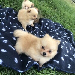 Adopt a dog:Purebred Pomeranian Pups/Pomeranian//Younger Than Six Months,I have 6 gorgeous fluffy Pomeranian puppies for sale.Pups were born 7/12/20.Pups will be ready from Monday the 1st of February.I’m going to be in the Brisbane area in the evening on the Friday 5th of February and the Saturday morning on the 6th of February and can bring the pups for pickup in Brisbane.Pups will come vaccinated,microchipped, worm treated and flea and tick treated.$4000 non negotiable.If you are interested please contact me by text message on ******3202. REVEAL_DETAILS When contacting me please provide your first and last name, and where you are located.I get a lot of enquires and this helps so much.Please no gumtree messages or calling.I will try and get back to everyone.RPBA membership number:1632Bin0002070781425