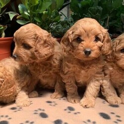 Adopt a dog:Toy Cavoodle Puppies. F1b Apricot coloured. Male Available.///Younger Than Six Months,Please read the entire ad before enquiring. All information is below.Pups are available for inspection. Genuine buyers only.Sydney buyers only. Pick up only. Located in Hinchinbrook, 2168.F1b Apricot Toy Cavoodle PuppiesDOB: 05/12/20. Ready to go 30/01/21.Vaccinated, microchipped, wormed and vet health checked.1 x Apricot Male (Blue Collar). Current weight 1300g. Microchip 99100300129189.(Reserved) 1 x Apricot Female (Orange Collar). Current weight 1600g. Microchip 991003001291890.(Reserved) 1 x Apricot Female (Pink Collar). Current weight 1500g. Microchip 991003001291891.(Reserved) 1 x Apricot Female (Red Collar). Current weight 1400g. Microchip 991003001291885.Mum - Ruby coloured First generation Toy Cavoodle, 5kgs. Available for viewing.Dad (Stud) - Cream coloured Toy Poodle, 4kgs.RPBA member 888.